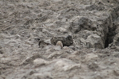 Athene cunicularia hypugaea