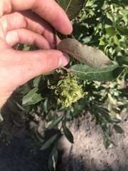 Rabdophaga strobiloides