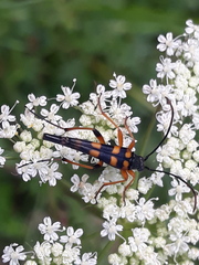 Strangalia attenuata