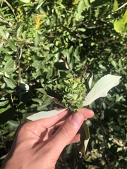 Rabdophaga strobiloides