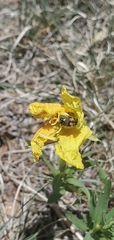 Acmaeodera mixta