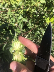 Rabdophaga strobiloides