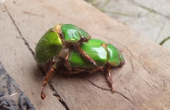 Brachysternus prasinus