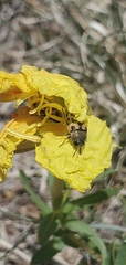 Acmaeodera mixta