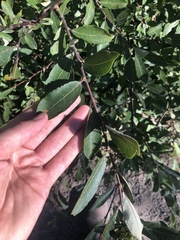 Rabdophaga strobiloides