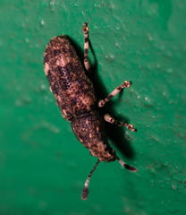 Eucorynus crassicornis
