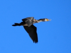 Phalacrocorax capillatus
