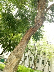Melaleuca cajuputi cumingiana