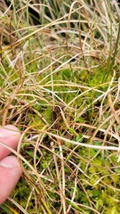Carex edgariae
