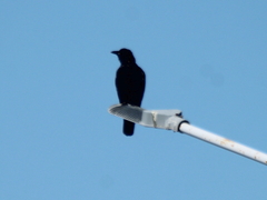 Corvus corone orientalis