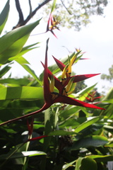 Heliconia latispatha