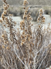 Brickellia longifolia multiflora