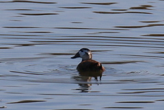 Oxyura leucocephala