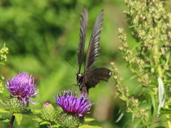 Papilio maackii