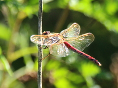 Sympetrum striolatum imitoides
