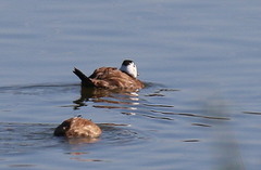 Oxyura leucocephala