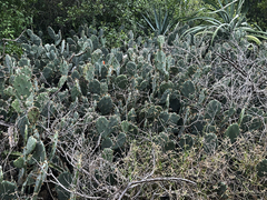 Opuntia stricta