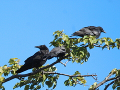 Corvus corone orientalis
