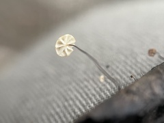 Cryptomarasmius corbariensis