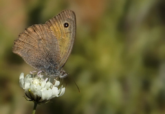 Hyponephele lupinus