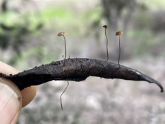 Cryptomarasmius corbariensis