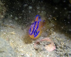 Mecaenichthys immaculatus