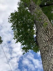Fraxinus pennsylvanica