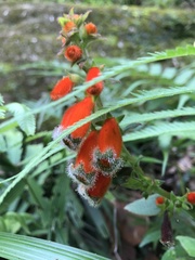 Kohleria stuebeliana