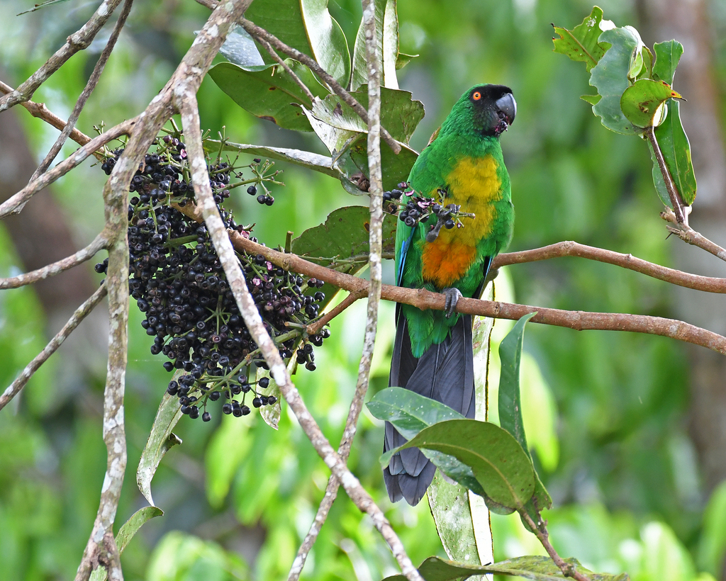 Masked Shining-Parrot photo