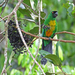 Masked Shining-Parrot - Photo (c) peterodekerken, some rights reserved (CC BY-NC)