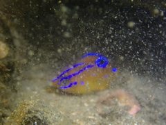 Mecaenichthys immaculatus
