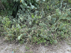 Opuntia stricta