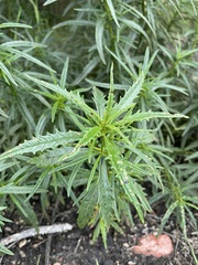 Eriodictyon capitatum