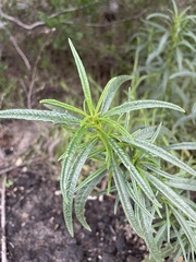 Eriodictyon capitatum