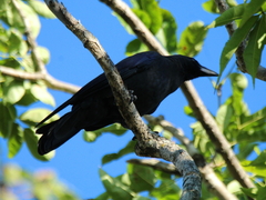 Corvus corone orientalis