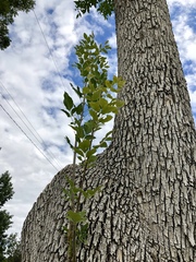 Fraxinus pennsylvanica