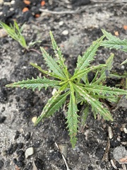 Eriodictyon capitatum