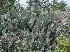 Opuntia stricta