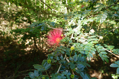 Calliandra purpurea