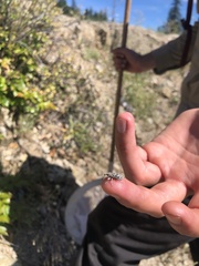 Cyphocleonus achates