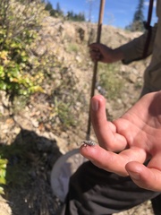 Cyphocleonus achates