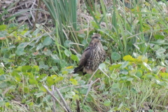 Rostrhamus sociabilis plumbeus