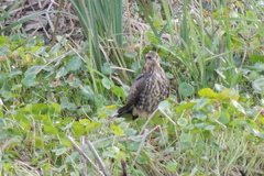 Rostrhamus sociabilis plumbeus