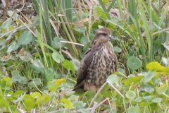 Rostrhamus sociabilis plumbeus