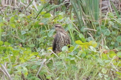 Rostrhamus sociabilis plumbeus