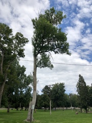 Fraxinus pennsylvanica