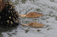 Somateria spectabilis