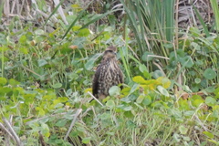 Rostrhamus sociabilis plumbeus