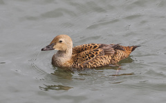 Somateria spectabilis