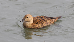 Somateria spectabilis